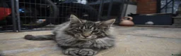 Maine Coon cats for sale: Gorgeous Champion Bloodline Maine Coon Kittens - Advert 11