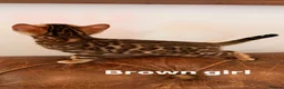 Bengal cats for sale: Beautiful Snow Bengals - Advert 11