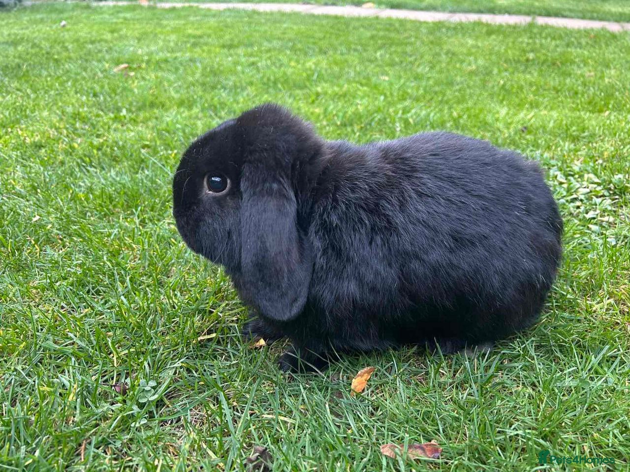 Mini Lop rabbits Selling male mini lop  - Advert 18