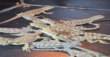 Bearded Dragon reptiles - Advert 4