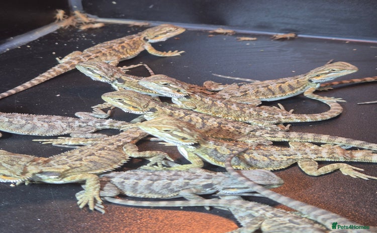 Bearded Dragon reptiles - Advert 2