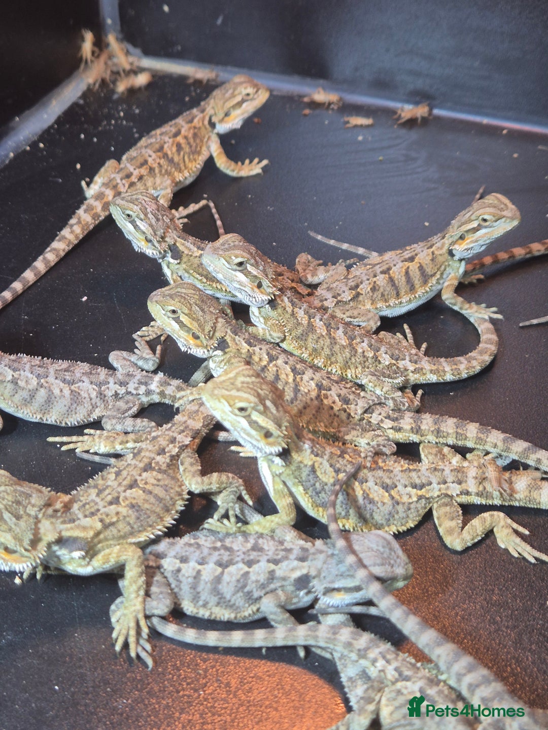 Bearded Dragon reptiles for sale: Baby Bearded dragons ready now  - Image 2