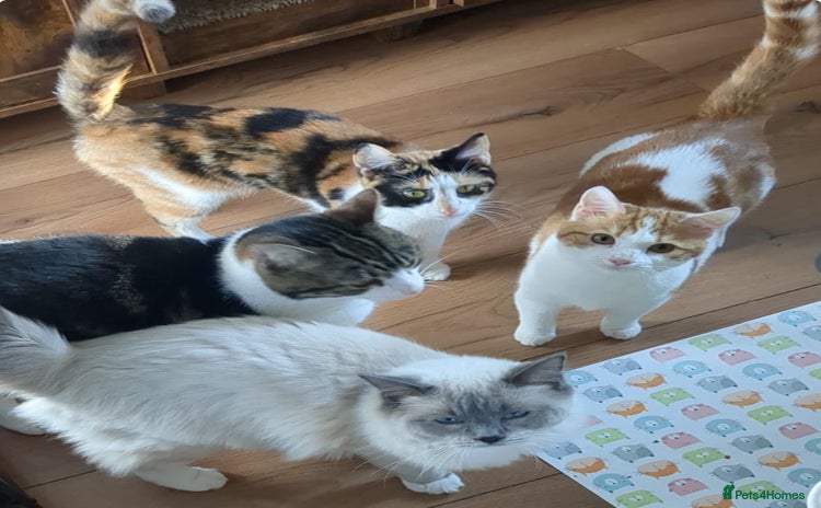 Domestic Shorthair cats - Advert 3