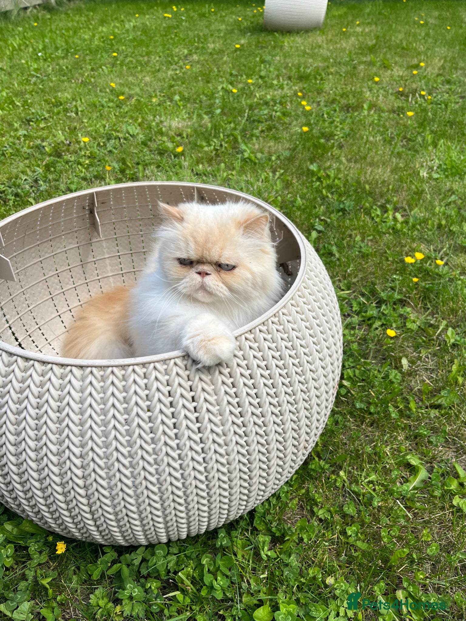 Persian cats Persians  - Advert 5