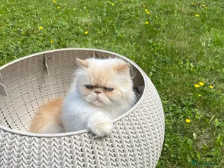 Persian cats Persians - Advert 5