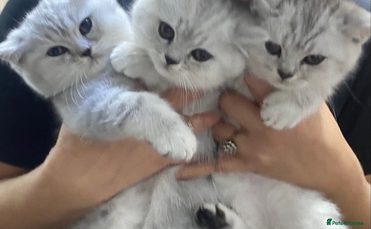 British Shorthair cats - Advert 1