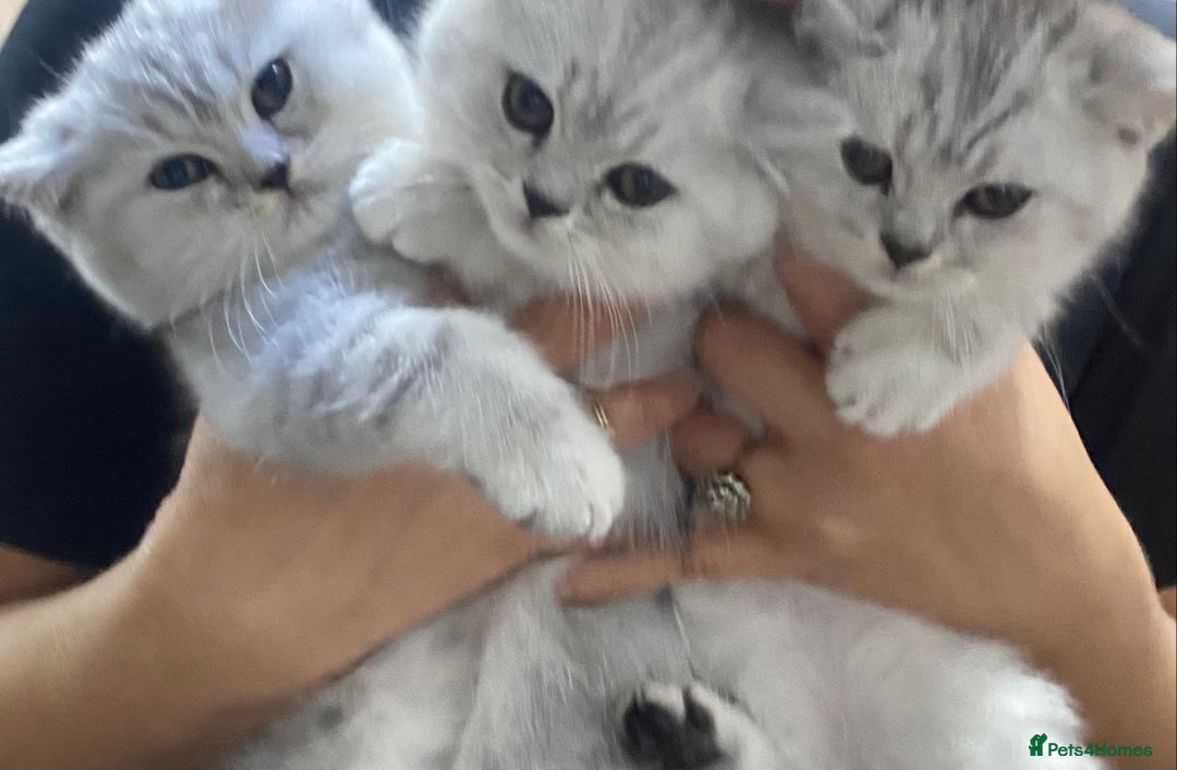 British Shorthair cats for sale: Pure breed British shorthair kittens - Image 1