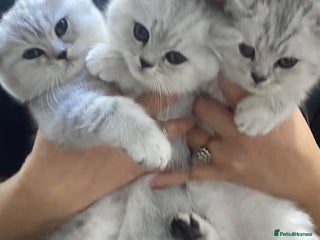 British Shorthair cats - Advert 3