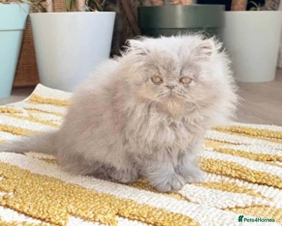 Persian cats for stud: GCCF Active Persian GingerRed cream Garfield stud  in Gerrards Cross - Image 15