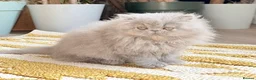 Persian cats for stud: GCCF Active Persian Exotic stud-PKD/PRA&FELV clear in Gerrards Cross - Advert 15
