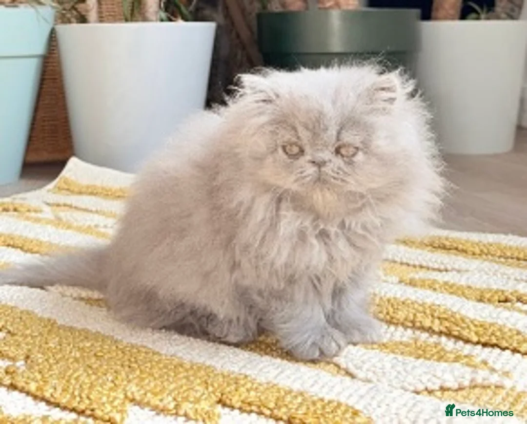 Persian cats for stud: GCCF Active Persian Exotic stud-PKD/PRA&FELV clear in Gerrards Cross - Advert 15