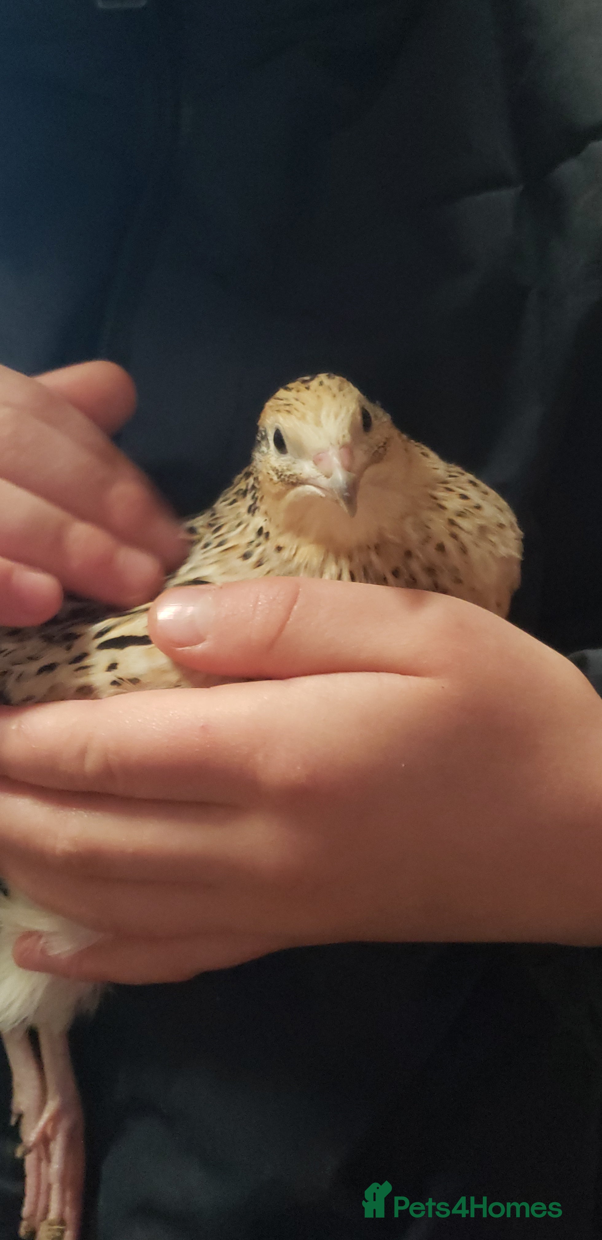 Quail poultry Quail Laying Type Cortinux - Advert 7