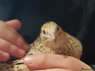 Quail poultry Quail Laying Type Cortinux - Advert 11