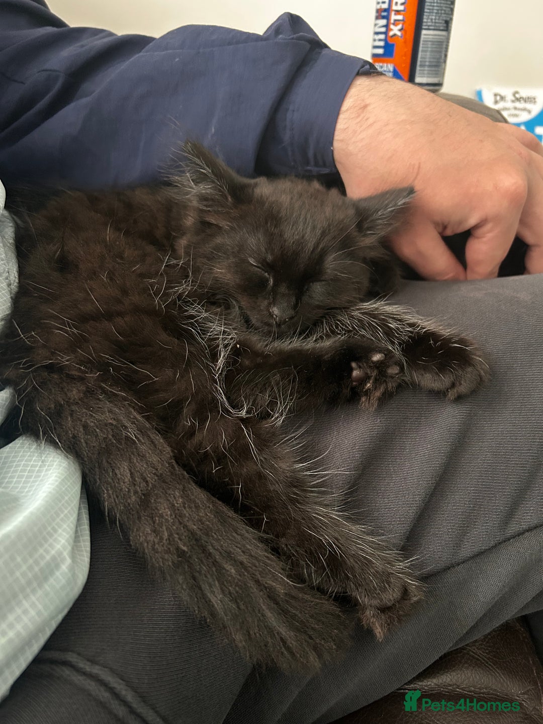 Domestic Shorthair cats for sale: Black kitten for sale - Image 2