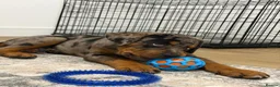 Mixed Breed dogs for sale: American bully cross rottweiler  in Luton - Advert 7
