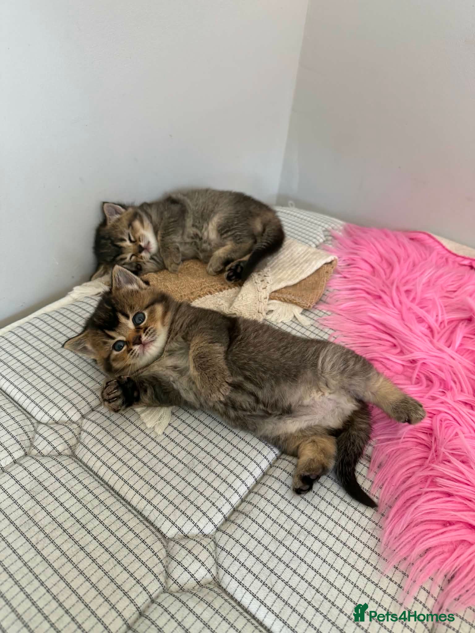 Mixed Breed cats for sale: 3 Little kittens  in Basildon - Advert 13