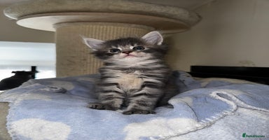 Maine Coon cats - Advert 6