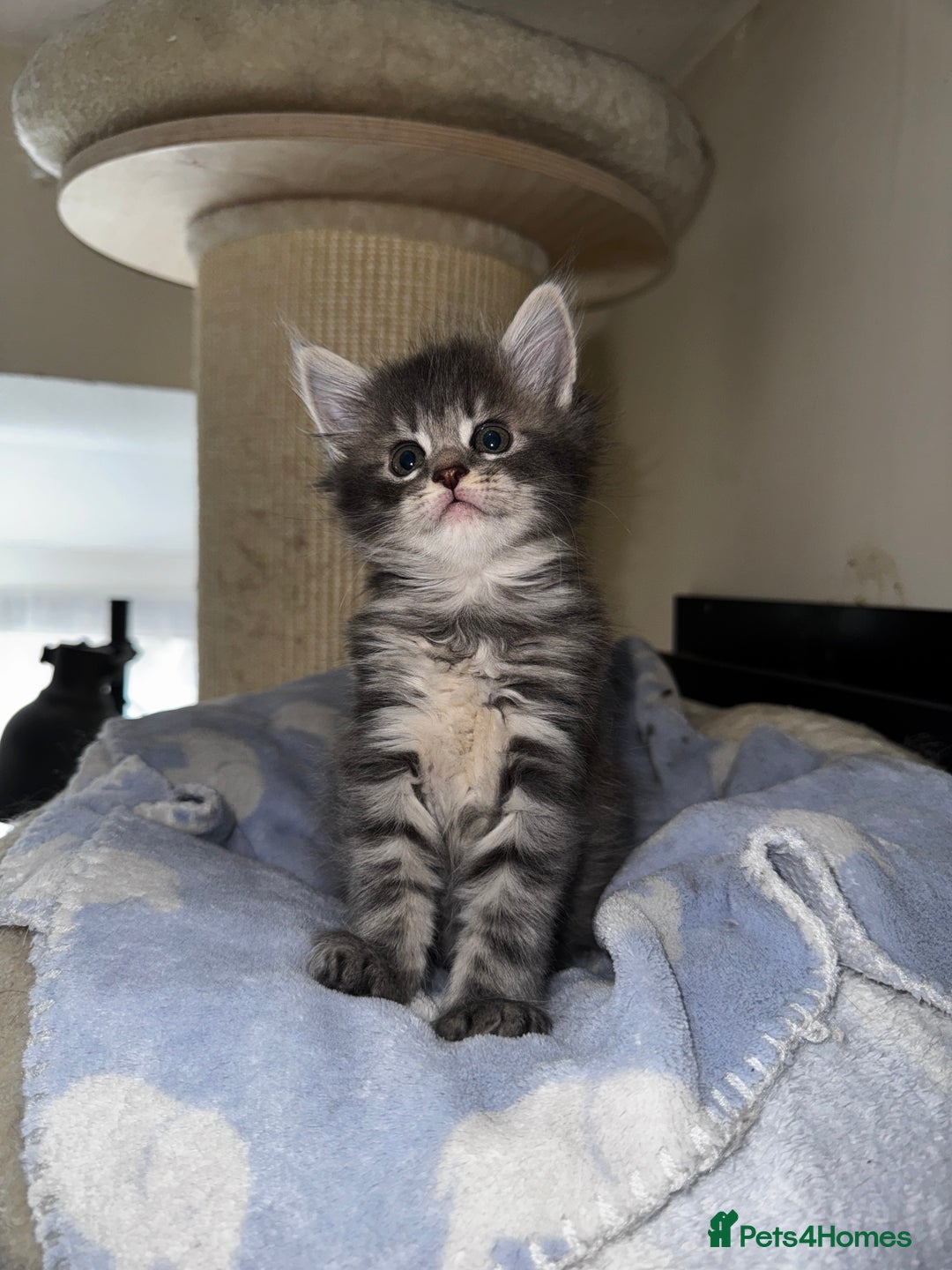 Maine Coon cats for sale: 🐾 Beautiful Maine Coon x Norwegian Forest Kittens - Image 2