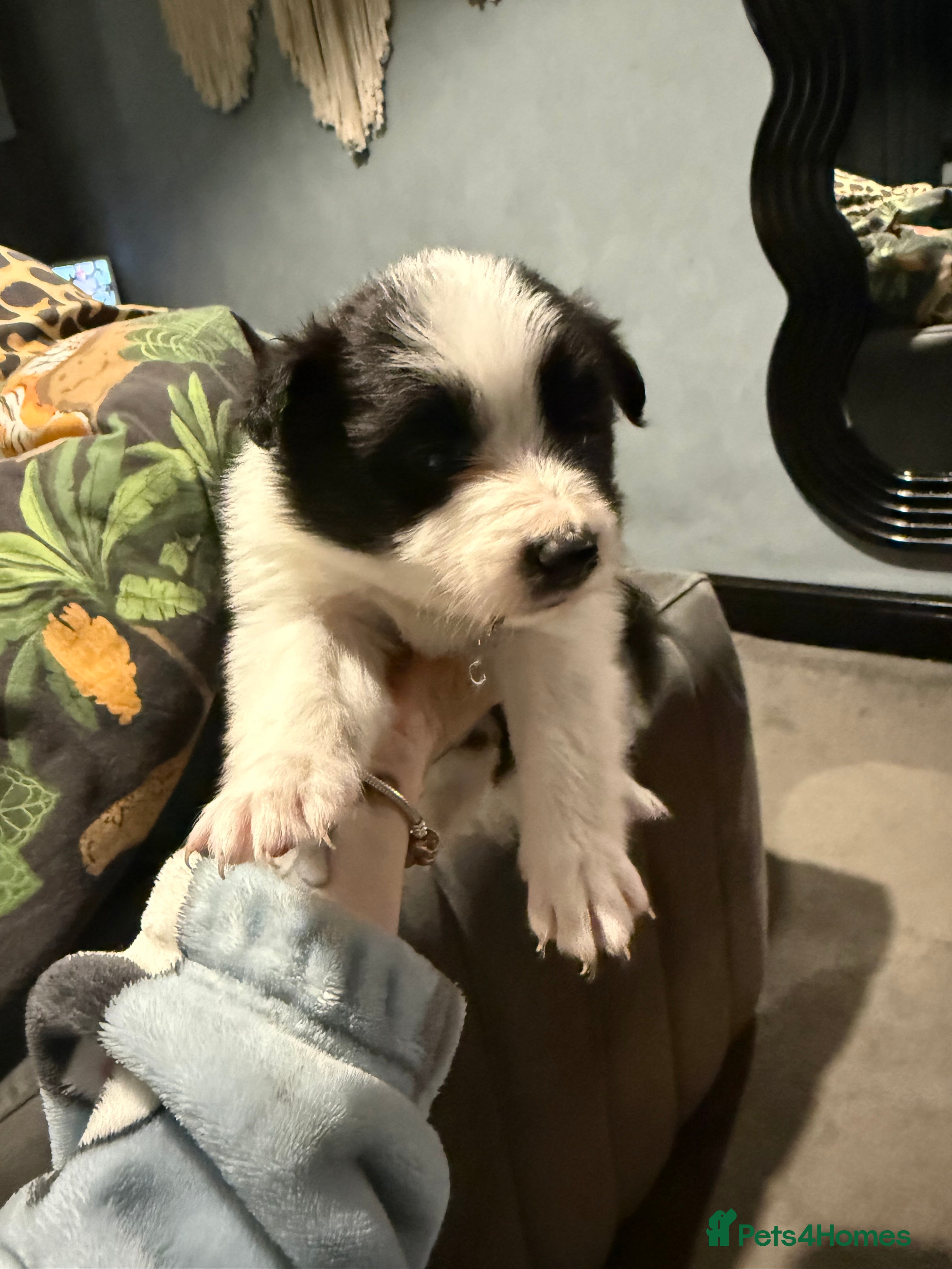 Border Collie dogs Border Collie Puppies For Sale - Advert 6