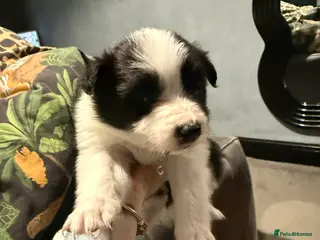 Border Collie dogs Border Collie Puppies For Sale - Advert 6