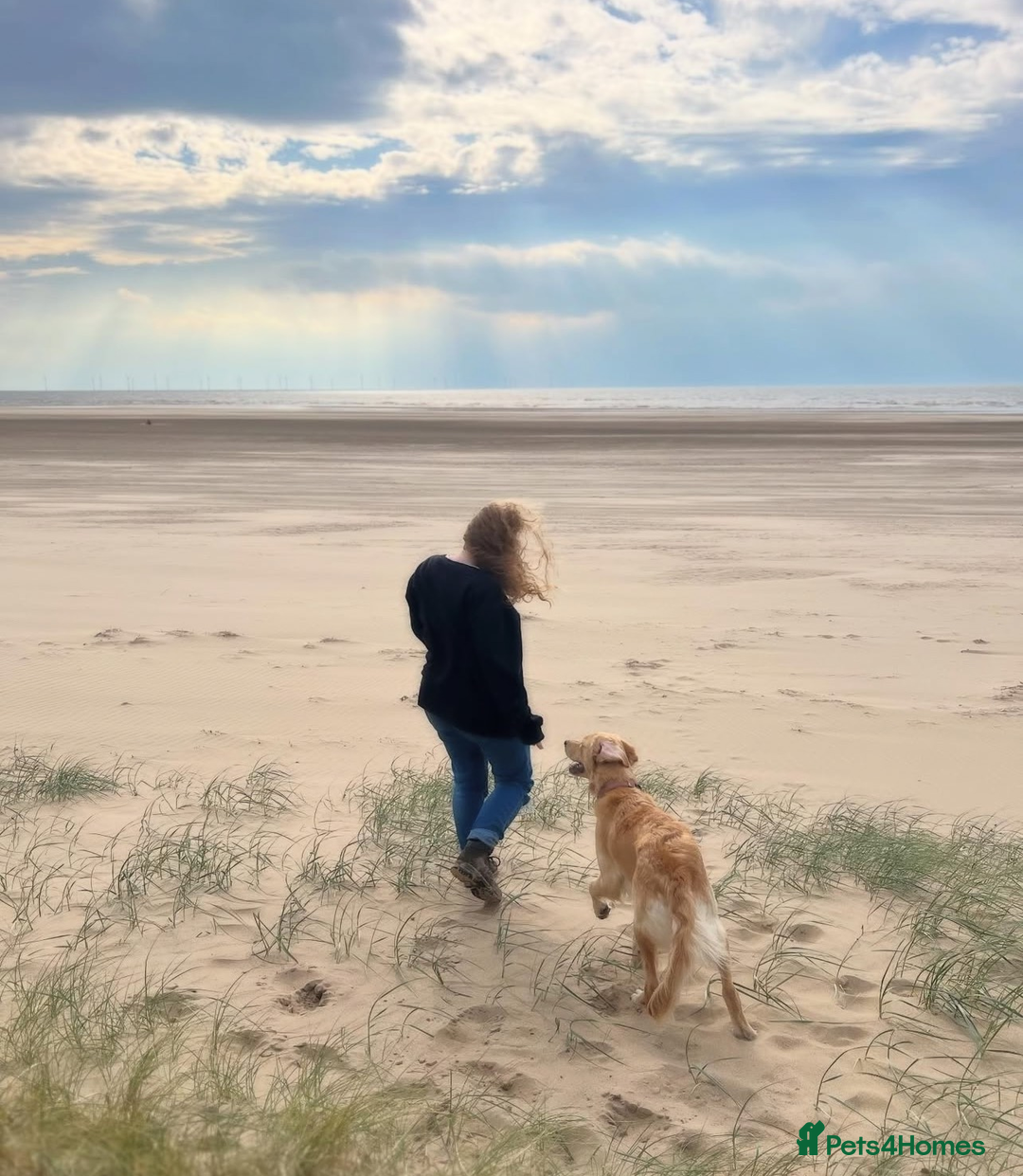 Golden Retriever dogs for sale: Best of Breed Golden Retrievers - Advert 12