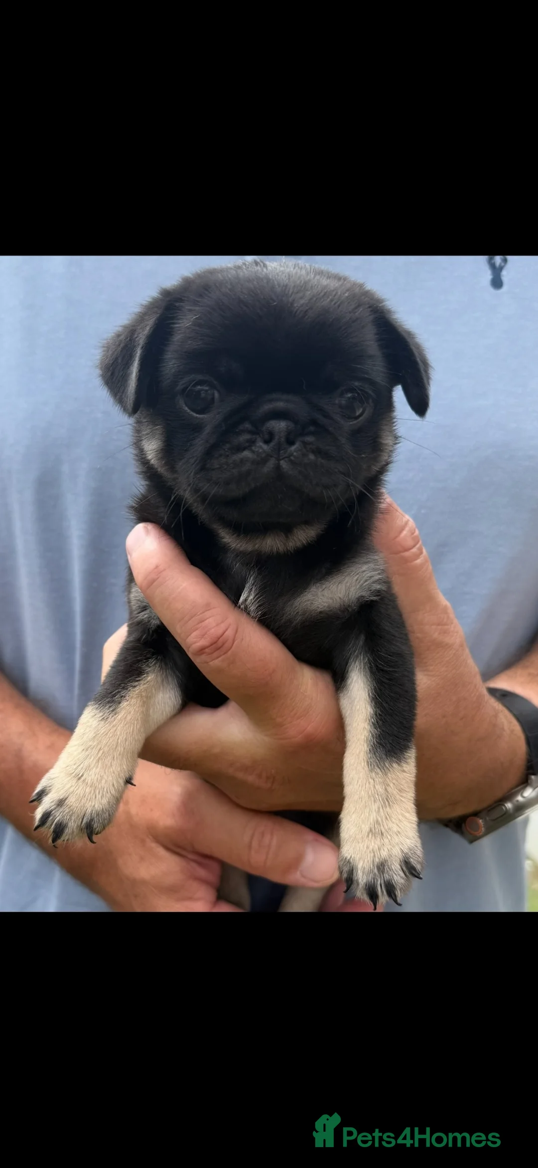 Pug dogs for sale: Absolutely Stunning KC registered Pug Puppies  - Advert 2