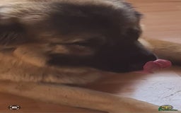 Caucasian Shepherd Dog dogs for sale: Caucasian Shepherd Female 1 Year and 10 months - Image 2