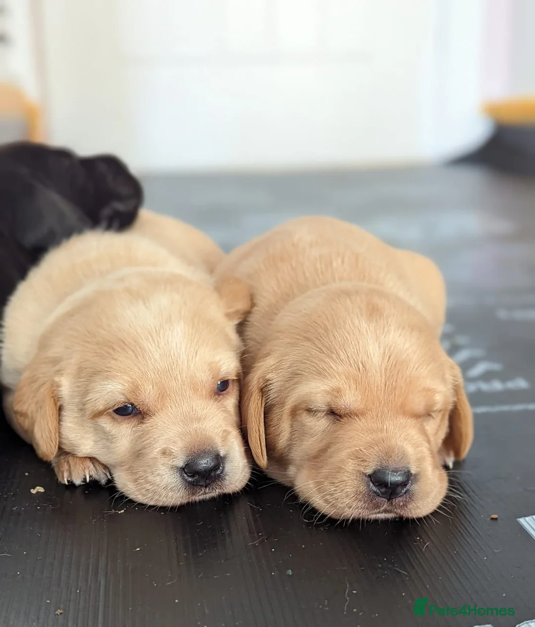 Labrador Retriever dogs for stud: PROVEN KC Health Tested Fox Red Labrador for Stud in Farnborough - Advert 9