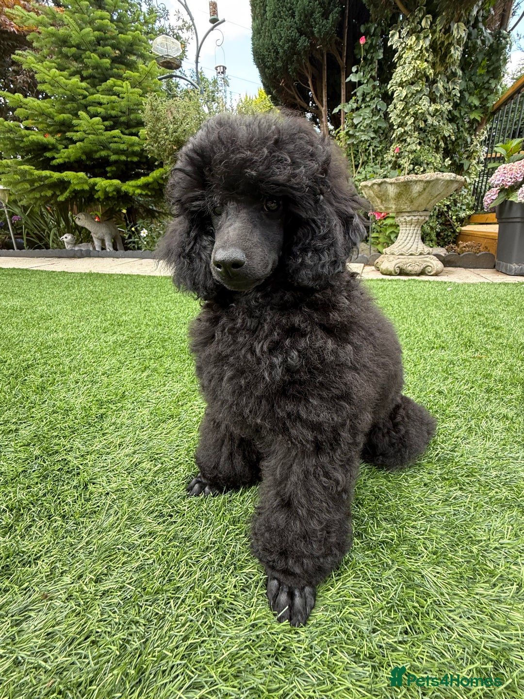 Toy Poodle dogs for sale: Kc registered beautiful toy poodle - Image 3