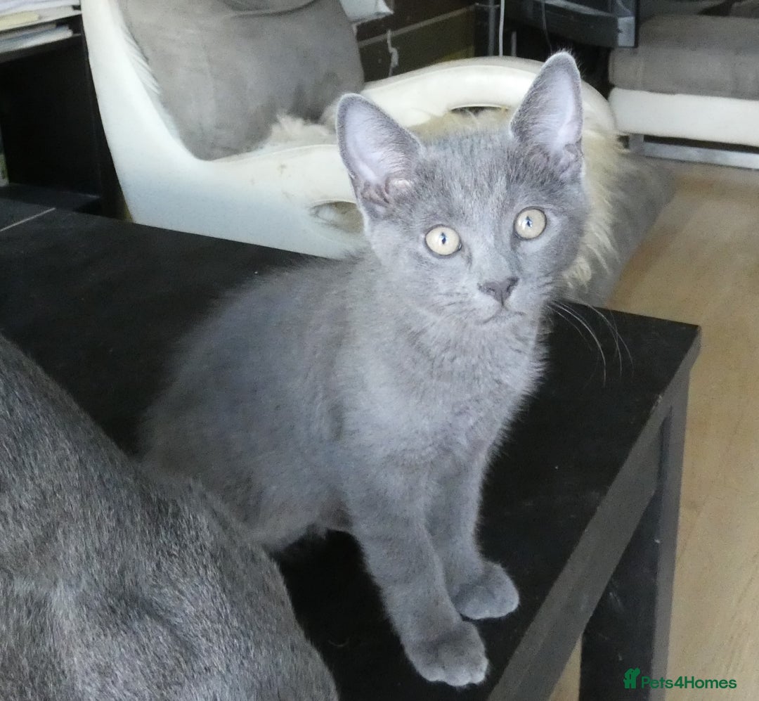 Russian Blue cats for sale: Pure Russian Blue kittens, *1 boy left* in Hove - Image 12