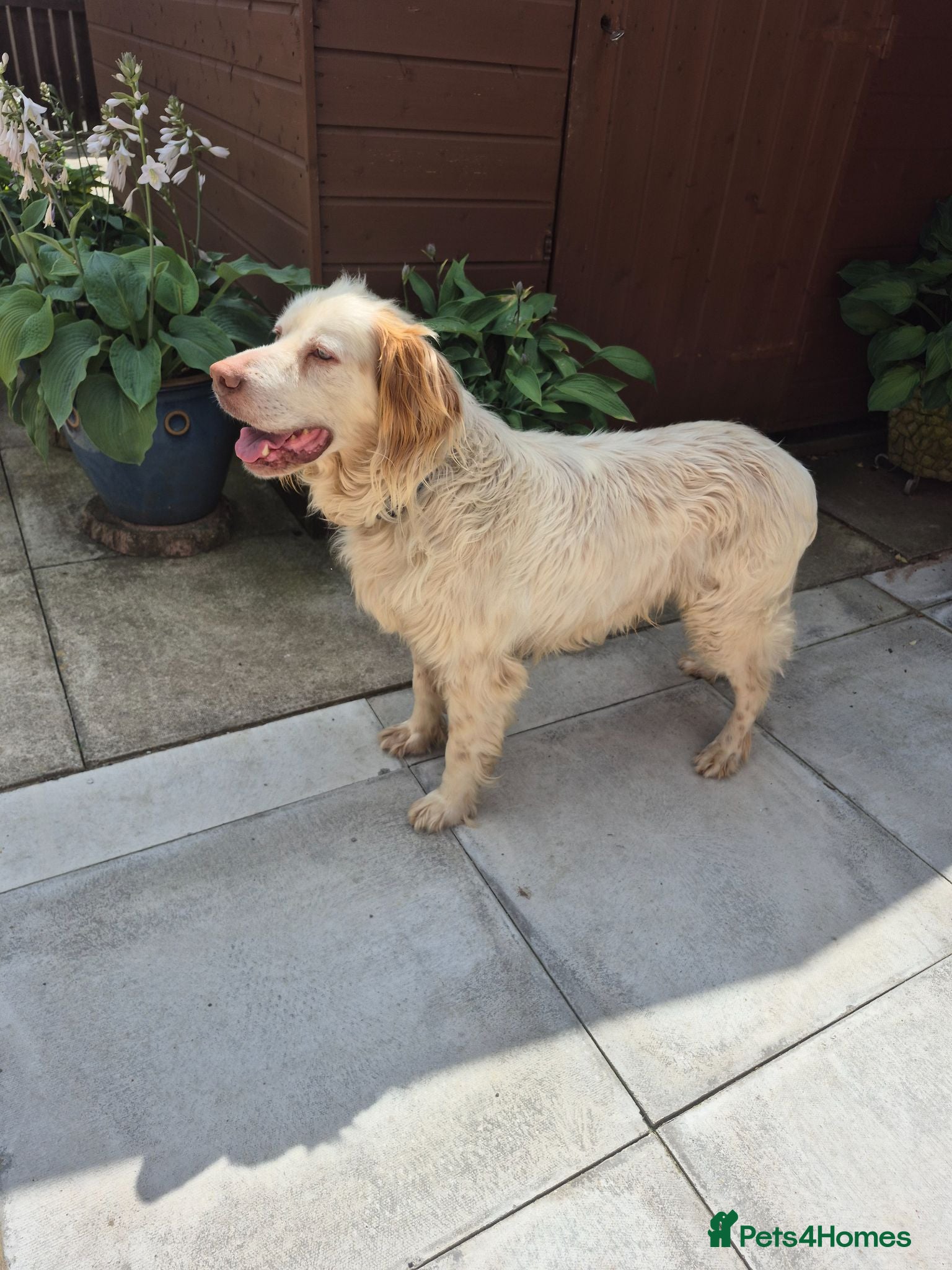 English Setter dogs Arlo! - Advert 1