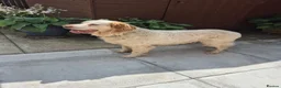 English Setter dogs for adoption: Arlo! in Malton - Advert 1