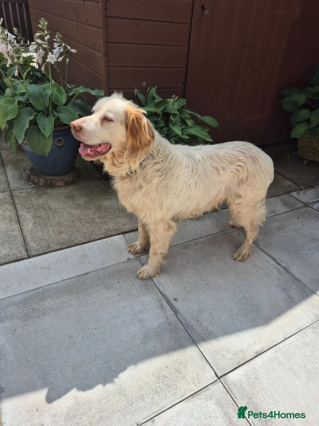English Setter dogs for adoption: Arlo! in Malton - Advert 1
