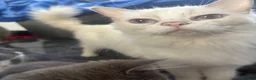 Ragdoll cats for sale: Six beautiful ragdoll and snowshoe kittens - Advert 8