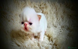 Persian cats for sale: Beautiful and Rare Purebred Persian Kittens - Image 24