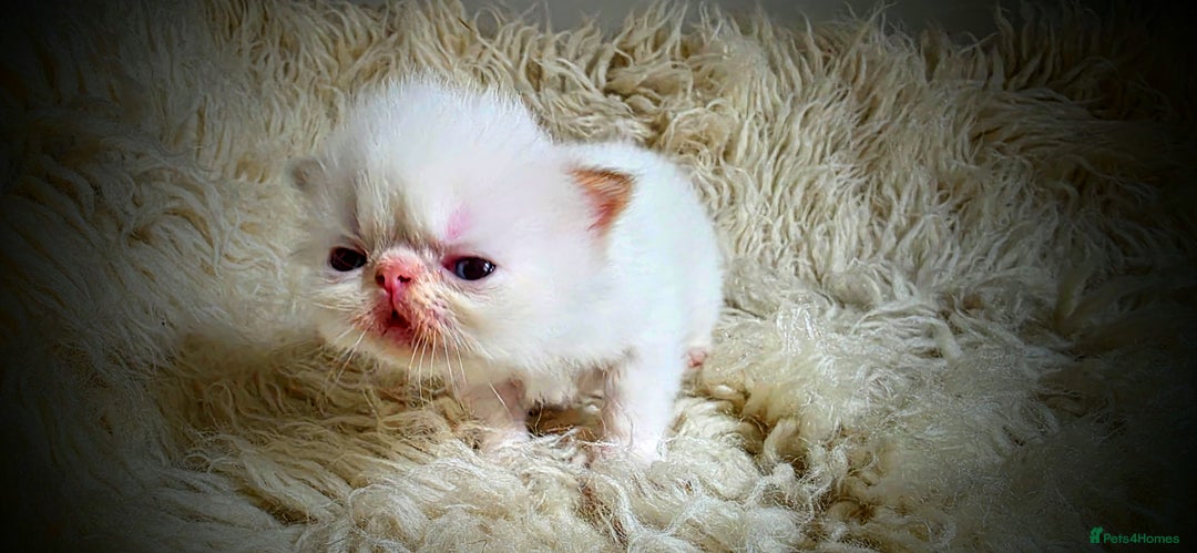 Persian cats for sale: Beautiful and Rare Purebred Persian Kittens - Image 24