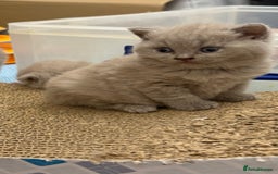 British Shorthair cats for sale: Price reduced Reg gccf Liliac BSH two female  - Image 4