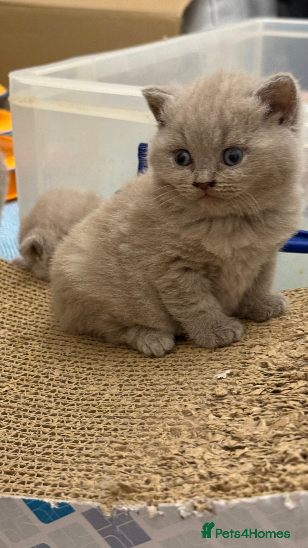 British Shorthair cats for sale: Price reduced Reg gccf Liliac BSH two female  - Image 4
