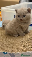 British Shorthair cats - Advert 4