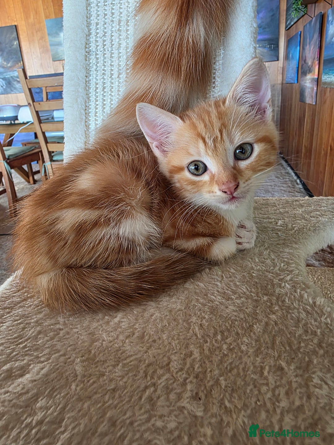 Domestic Shorthair cats for sale: Four sweet little flufflets - Image 10