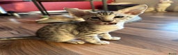 Mixed Breed cats for sale: Crossed Between Oriental short hair & White Bengal - Advert 34