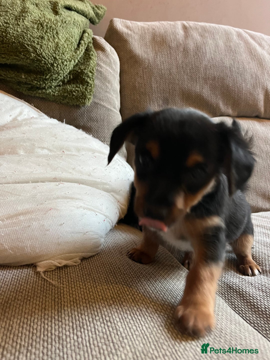 Jack Russell dogs for sale: Jack Russell puppies for sale - Advert 29