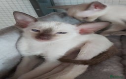 Oriental cats for sale: Full Pedigree Oriental 6 Kittens XL size ears GCCF - Image 16