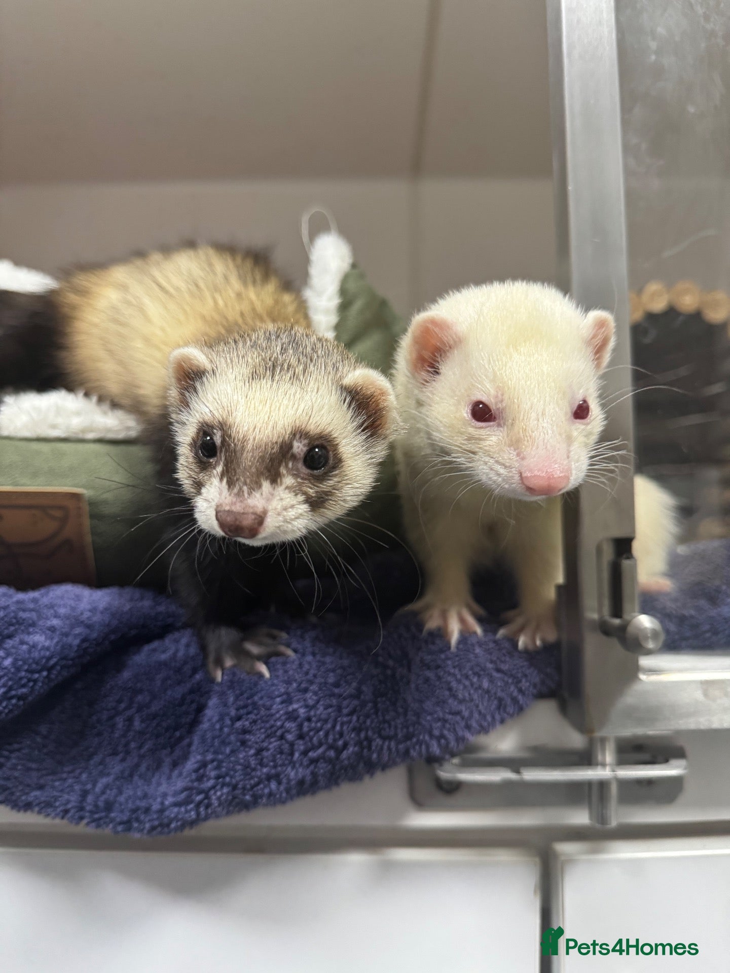 Ferret rodents for sale: 3 x female ferrets  - Advert 2