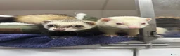 Ferret rodents for sale: 3 x female ferrets  in Houghton le Spring - Advert 1