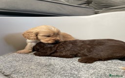 Cockapoo dogs for sale: F1 cockapoo p,r.a clear test - Image 15