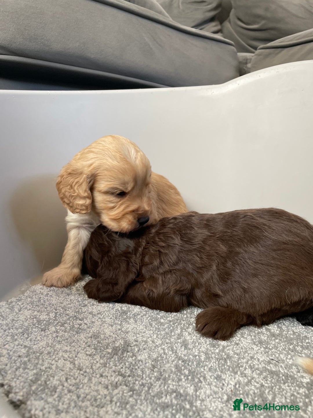 Cockapoo dogs for sale: F1 cockapoo p,r.a clear test - Image 15