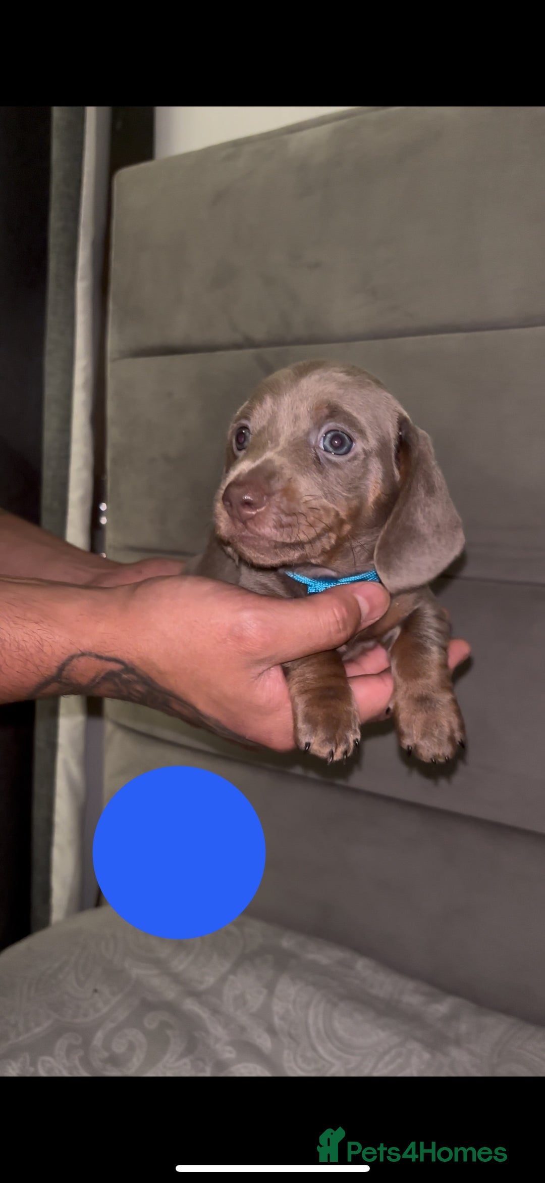 Miniature Dachshund dogs for sale: 5 Isabella & tan miniature dachshunds 🏡 - Advert 7