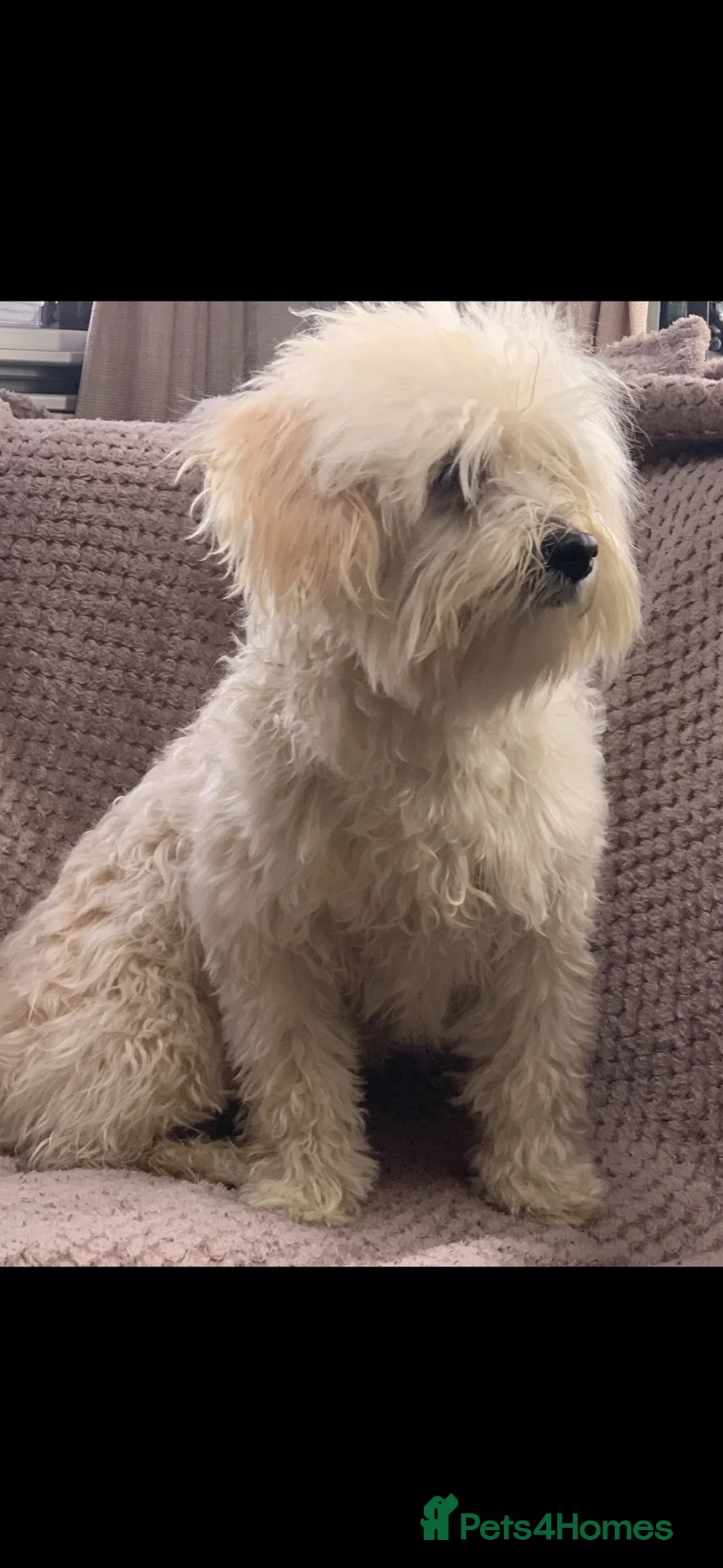 Maltipoo dogs for sale: Gorgeous f1 maltipoo female young adult  - Advert 5