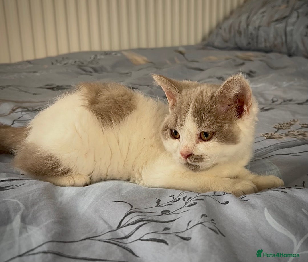 Selkirk Rex cats for sale: Gorgeous Selkirk Rex kittens - Image 37